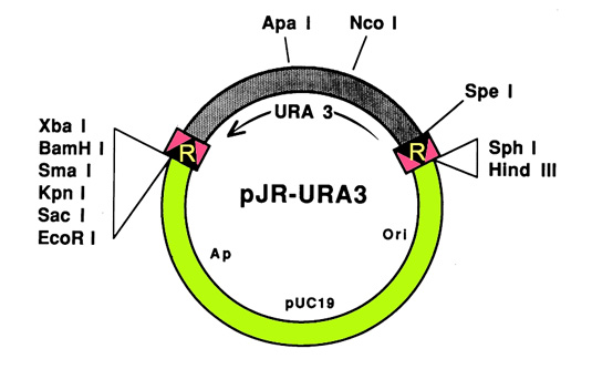 URA cassette